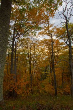 Michigan Gölü manzarası