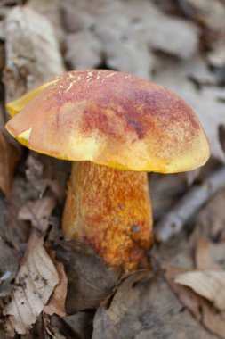 Ludington Eyalet Parkı, Michigan