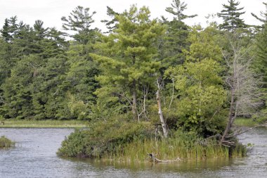 Ludington Eyalet Parkı, Michigan