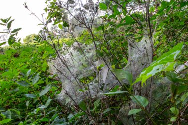 Ağaçların ve çalıların arasındaki böcek ağları