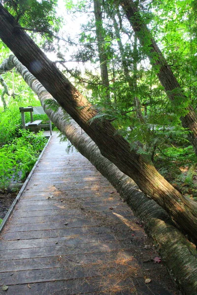 Stary Park Latarni Morskiej Mission Michigan — Zdjęcie stockowe