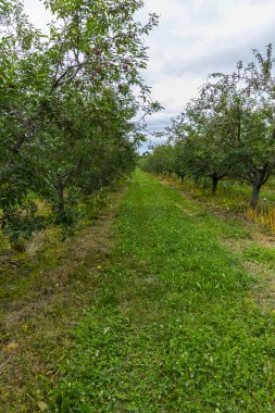 Michigan 'da Meyve Bahçesi Sahnesi Görüntüleri