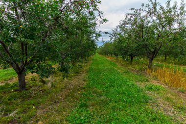 Michigan 'da Meyve Bahçesi Sahnesi Görüntüleri