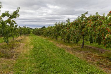 Michigan 'da Meyve Bahçesi Sahnesi Görüntüleri