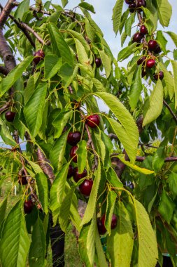 Michigan 'da Meyve Bahçesi Sahnesi Görüntüleri
