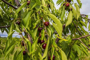 Michigan 'da Meyve Bahçesi Sahnesi Görüntüleri