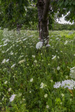 Michigan 'da Meyve Bahçesi Sahnesi Görüntüleri
