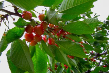 Michigan 'da Meyve Bahçesi Sahnesi Görüntüleri