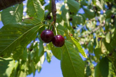 Michigan 'da Meyve Bahçesi Sahnesi Görüntüleri