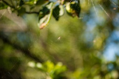 Michigan 'da Meyve Bahçesi Sahnesi Görüntüleri