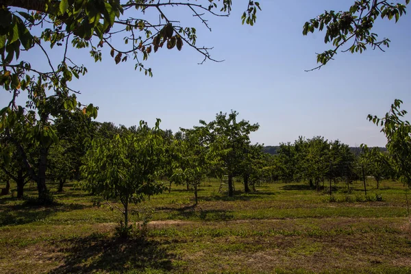 Orchard Σκηνή Προβολές Στο Michigan — Φωτογραφία Αρχείου