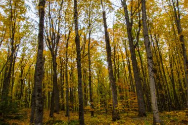 Resimli Kayalar Ulusal Lakeshore, Michigan