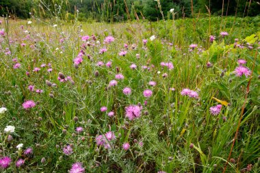 Piramit Noktası Yolu, Uyuyan Ayı Kumulları Ulusal Lakeshore, Michigan