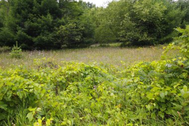 Piramit Noktası Yolu, Uyuyan Ayı Kumulları Ulusal Lakeshore, Michigan
