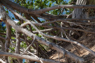 Uyuyan Ayı Kumulları Ulusal Lakeshore, Michigan