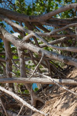 Uyuyan Ayı Kumulları Ulusal Lakeshore, Michigan