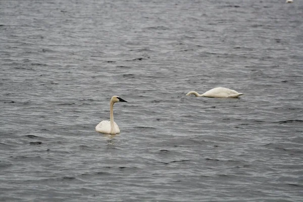 Seney National Wildlife Refuge Michigan — Zdjęcie stockowe