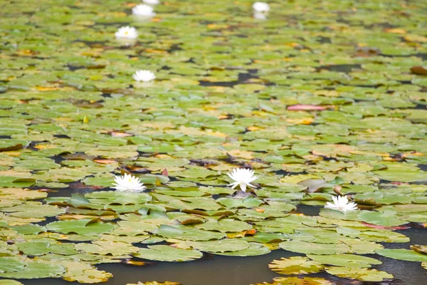 Seney National Wildlife Refuge Michigan — Foto Stock