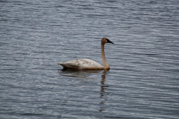 Seney National Wildlife Refuge Michigan — Stock Photo, Image