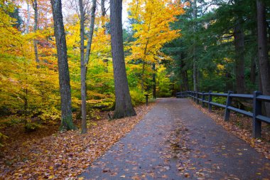 Tahquamenon Falls Eyalet Parkı, Michigan