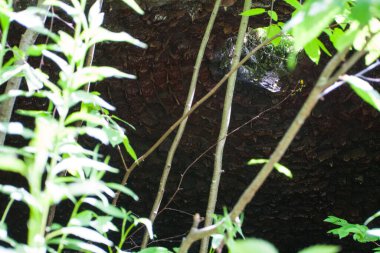 Old Cola Fırınları, Batı Virginia