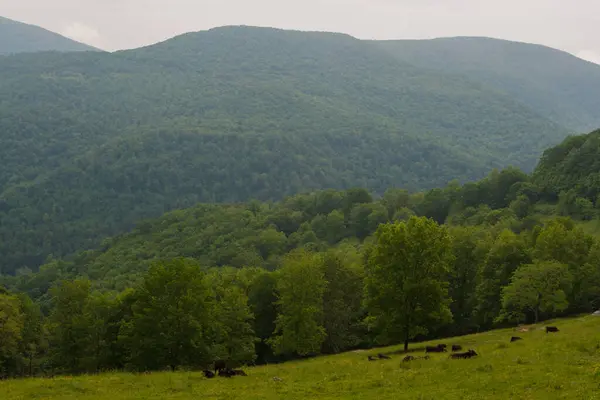 Verschillende Standpunten Van West Virginia Landschappen — Stockfoto