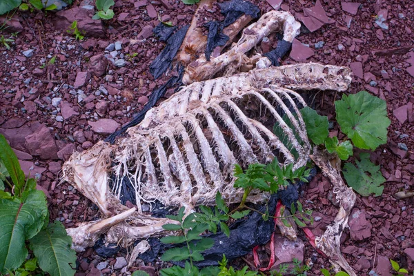 Esqueleto Animal Com Gaiola Costela — Fotografia de Stock