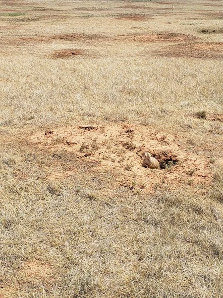 Prairie Dog Town, Devil\'s Tower National Monument, Wyoming