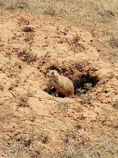 Prairie Dog Town Devil Tower National Monument Вайомінг — стокове фото