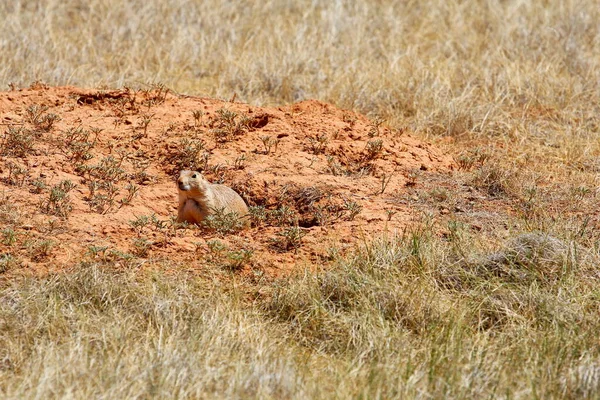 Prairie Dog Town Devil Tower Monumento Nazionale Wyoming — Foto Stock