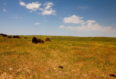 Bizon Yazın, Custer Eyalet Parkı, Güney Dakota