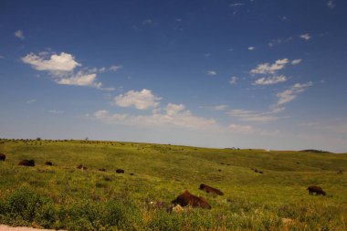 Bizon Yazın, Custer Eyalet Parkı, Güney Dakota