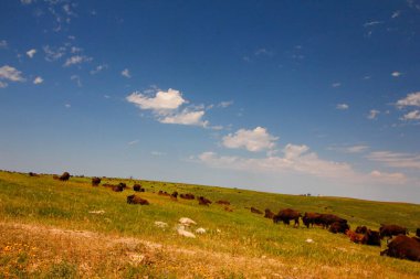 Bizon Yazın, Custer Eyalet Parkı, Güney Dakota