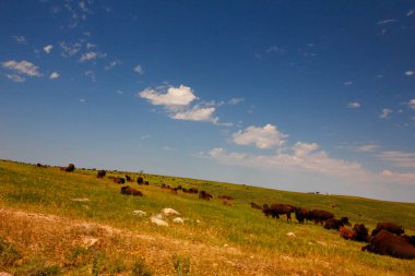 Bizon Yazın, Custer Eyalet Parkı, Güney Dakota