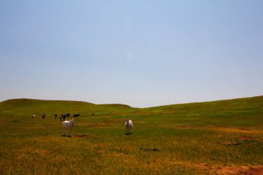Dost Canlısı Burros Eskiden İnsanlar, Custer Eyalet Parkı, Güney Dakota
