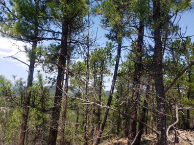 Heddy Draw Overlook, Custer State Park, Güney Dakota
