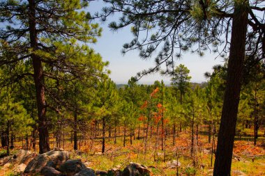 Heddy Draw Overlook, Custer State Park, Güney Dakota