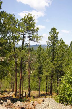 Heddy Draw Overlook, Custer State Park, Güney Dakota