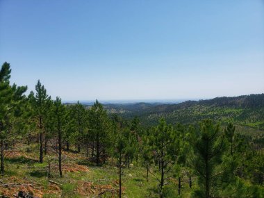 Heddy Draw Overlook, Custer State Park, Güney Dakota