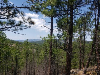 Heddy Draw Overlook, Custer State Park, Güney Dakota
