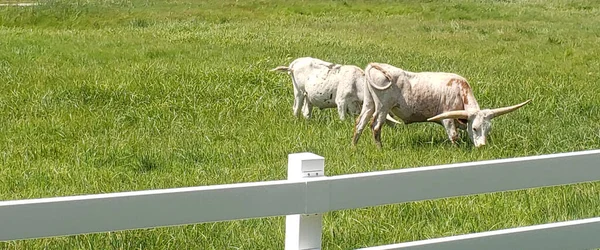 Longhorns Grazing Una Granja Verano —  Fotos de Stock