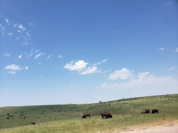 Bison Summer Custer State Park South Dakota — 스톡 사진