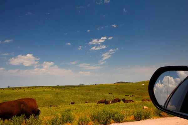 Bison Summer Custer State Park South Dakota — Stock Photo, Image