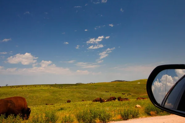 Bison Summer Custer State Park South Dakota — Stock Photo, Image