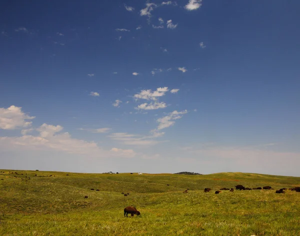 Bison Summer Custer State Park South Dakota — стокове фото