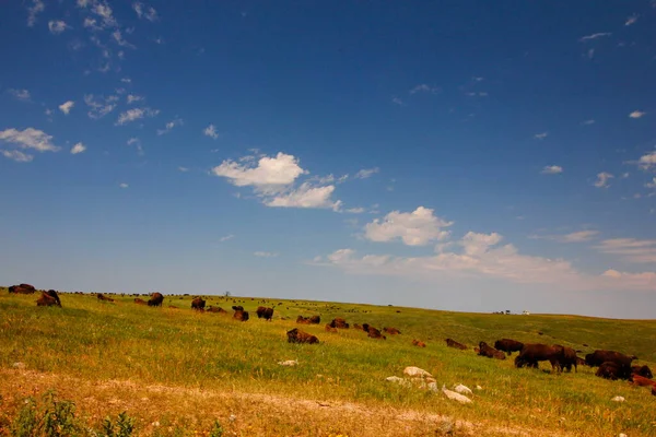 Bizon Létě Custer State Park Jižní Dakota — Stock fotografie