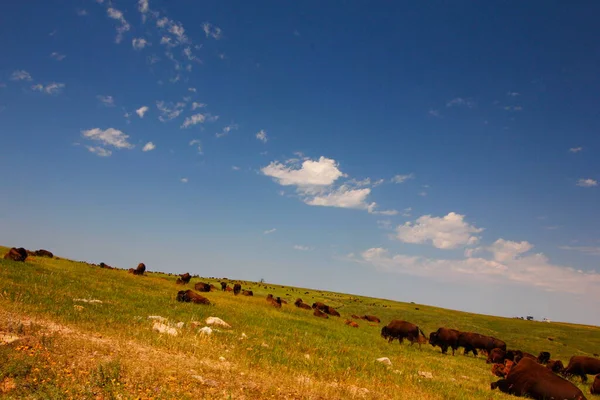 Bison Summer Custer State Park South Dakota — 스톡 사진