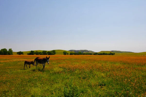 Amigável Burros Usado Para Pessoas Custer State Park Dakota Sul — Fotografia de Stock