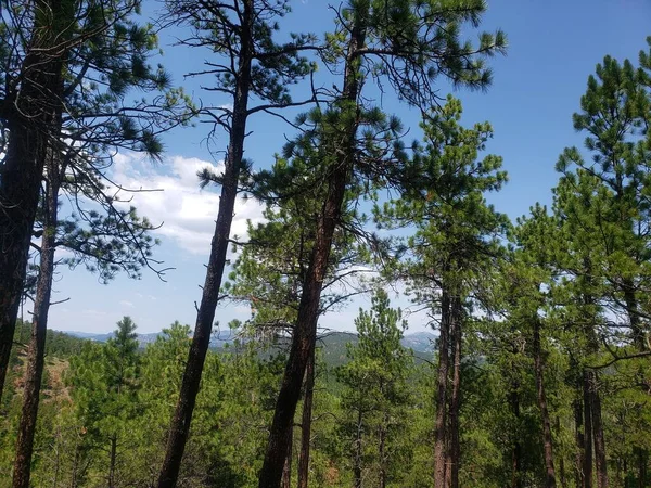 Widok Heddy Draw Custer State Park Południowa Dakota — Zdjęcie stockowe