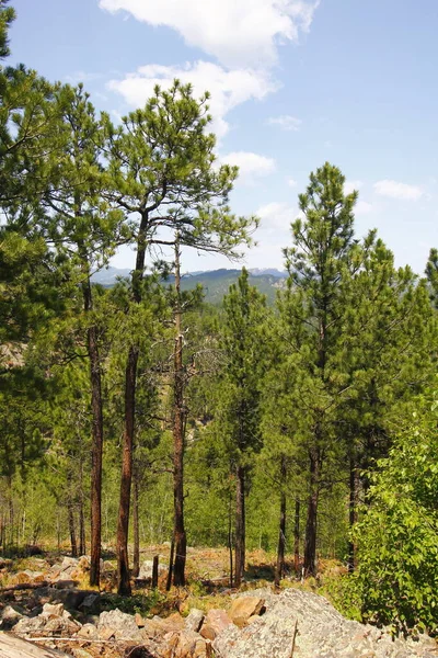 Widok Heddy Draw Custer State Park Południowa Dakota — Zdjęcie stockowe